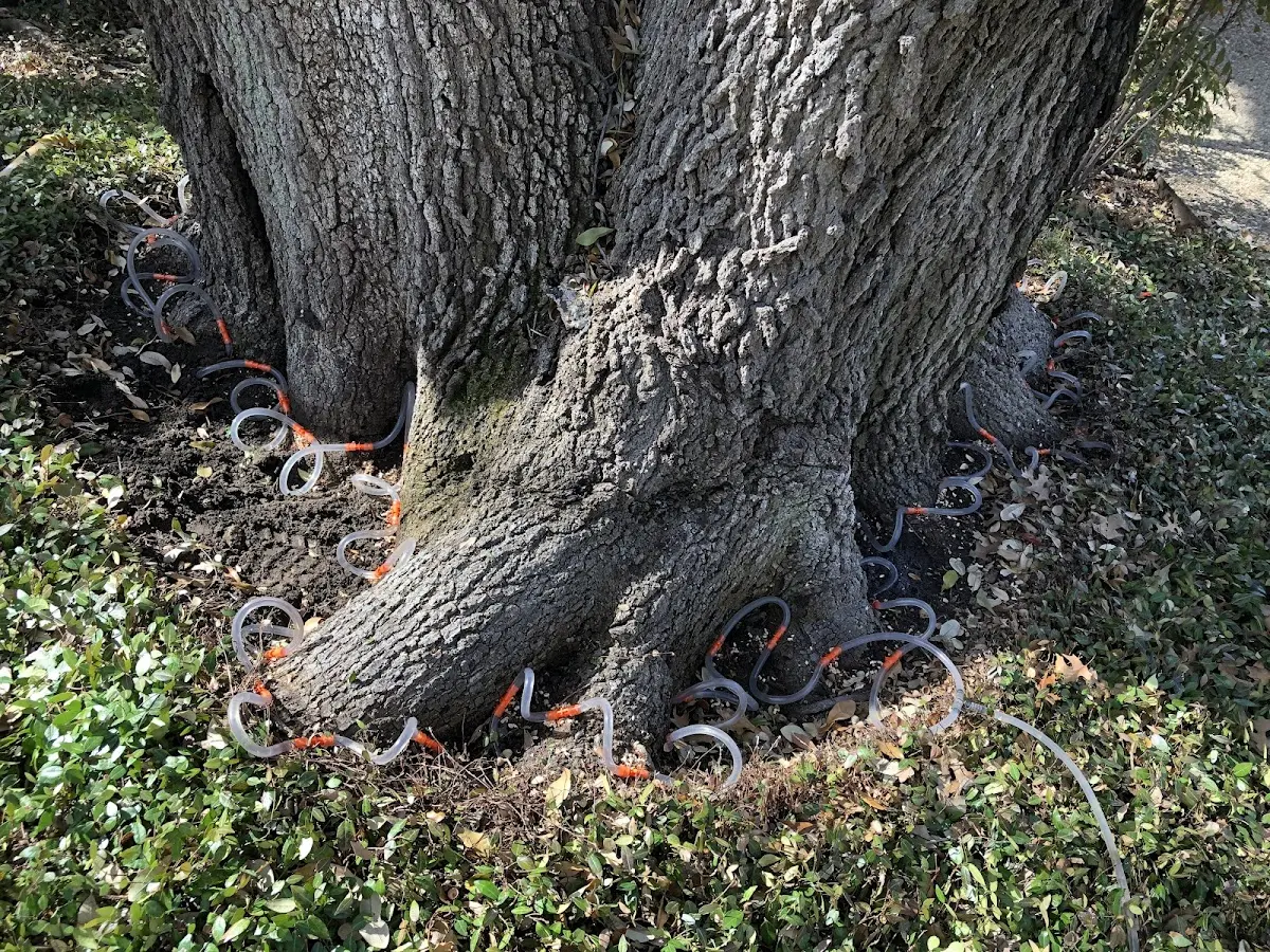 Detailed Tree Cabling and Bracing job site in Winnie