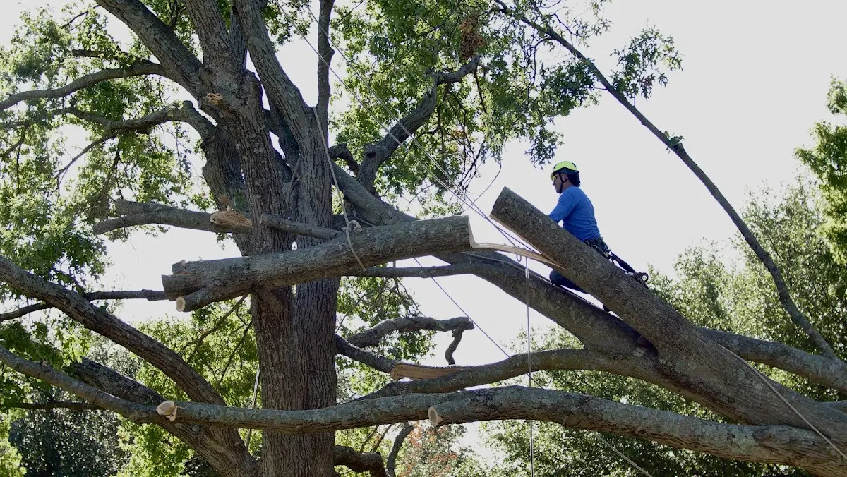 Professional Crown Thinning performed by certified arborists in Winnie