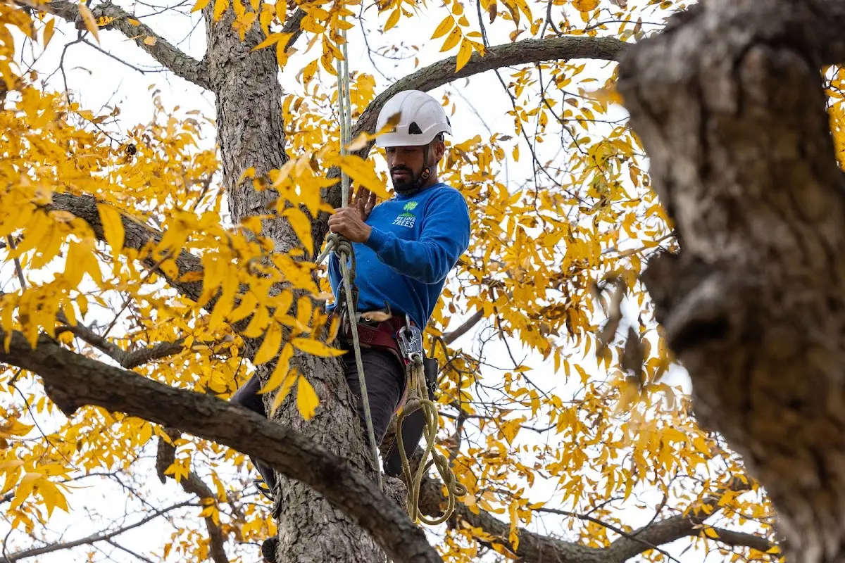 Skilled Emergency Tree Service crew working in Winnie